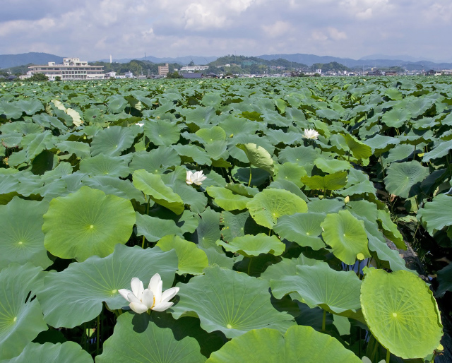 岩国れんこん畑